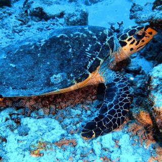 🌞 Vlijte slunce do žil i v únoru 🤿🏖 Termín: 21.–28. 2. 2026 • Místo: Egypt, Marsa Shagra ❗Přihlášky do 15. 11. 2025❗...