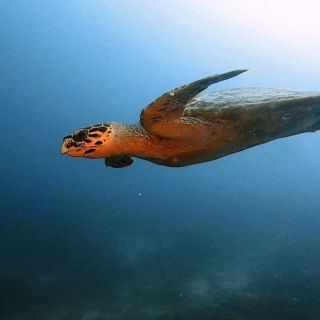 🏖🤿Hřejivé slunce, koktejl a delfíni na potápění v Egyptě – místo plískanice v Čechách. 🌊 21.–28. 2. 2026 • Marsa Shagra,...