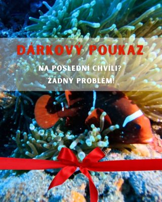 🎄 Na poslední chvíli? Máme pro tebe dárek, který nezapadne do šuplíku. 🎯 Dárkový poukaz na kurz potápění nebo kapitánský...